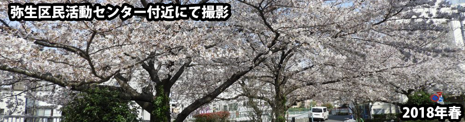 弥生区民センター前の桜